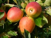 Apfel